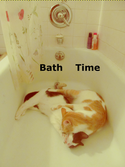 catsinbath
