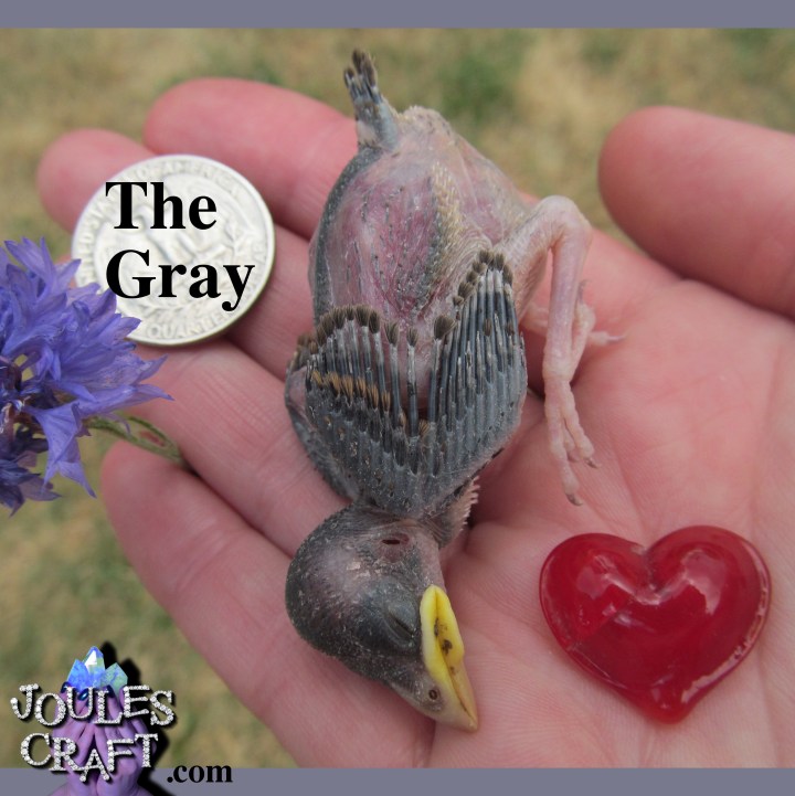 TheGrayBird
